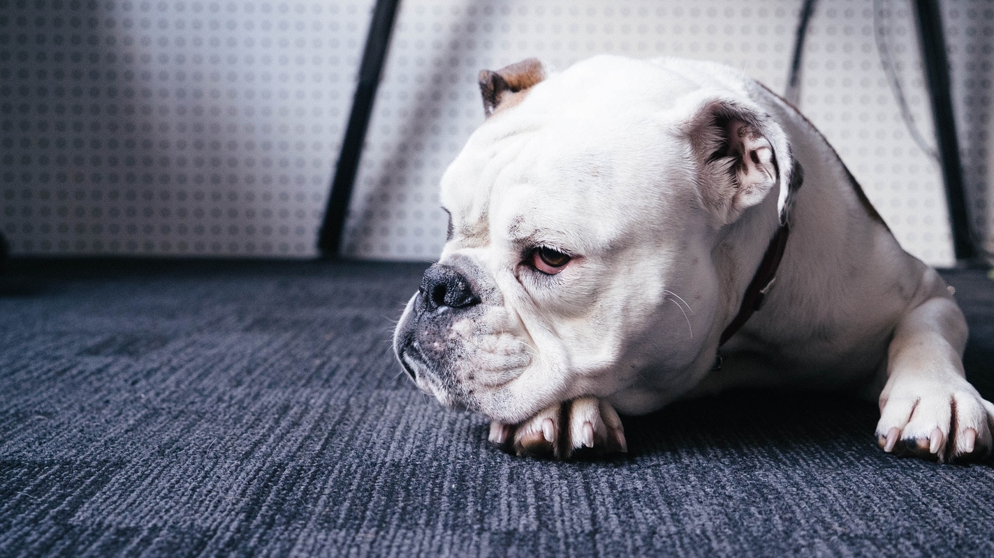 Binance Coin drops 4% while crypto market pauses