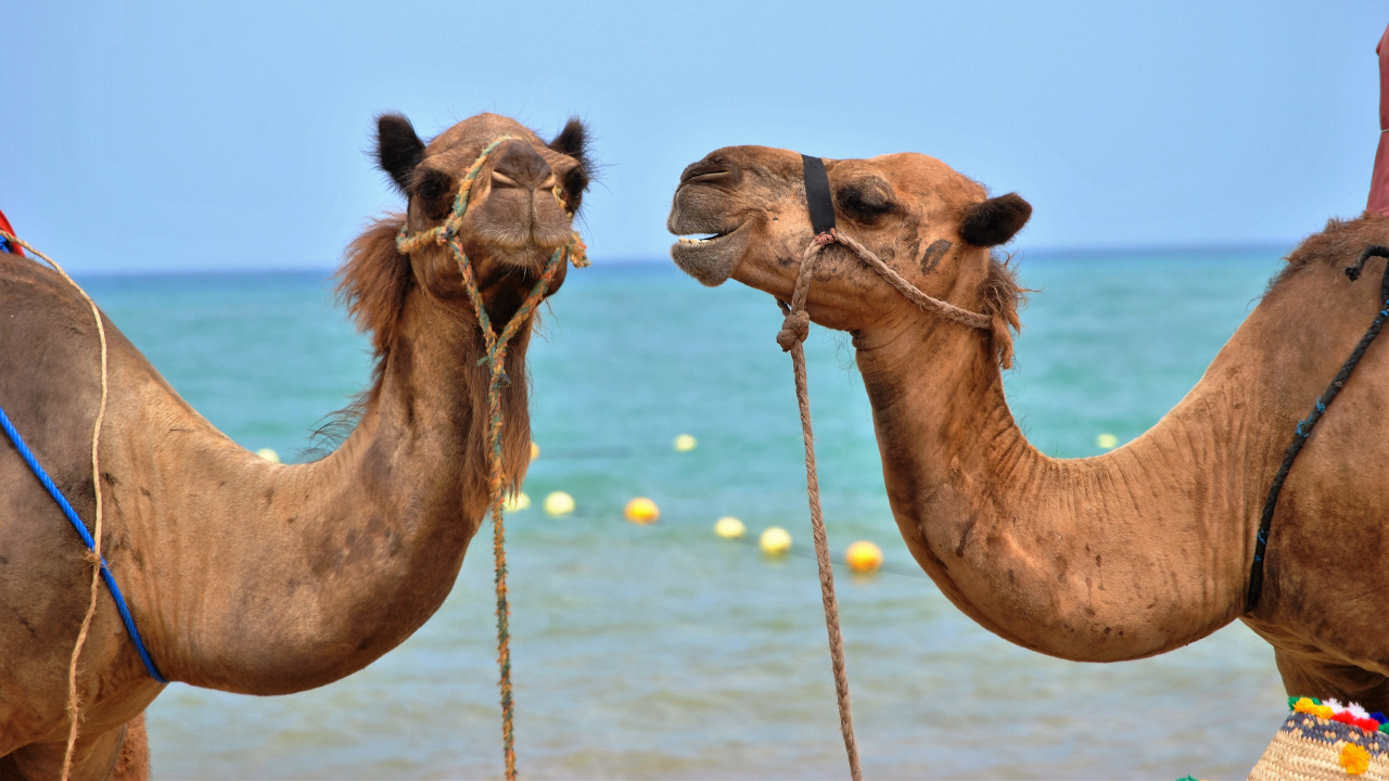 Bitcoin continues to struggle to get over the $8,700 price hump