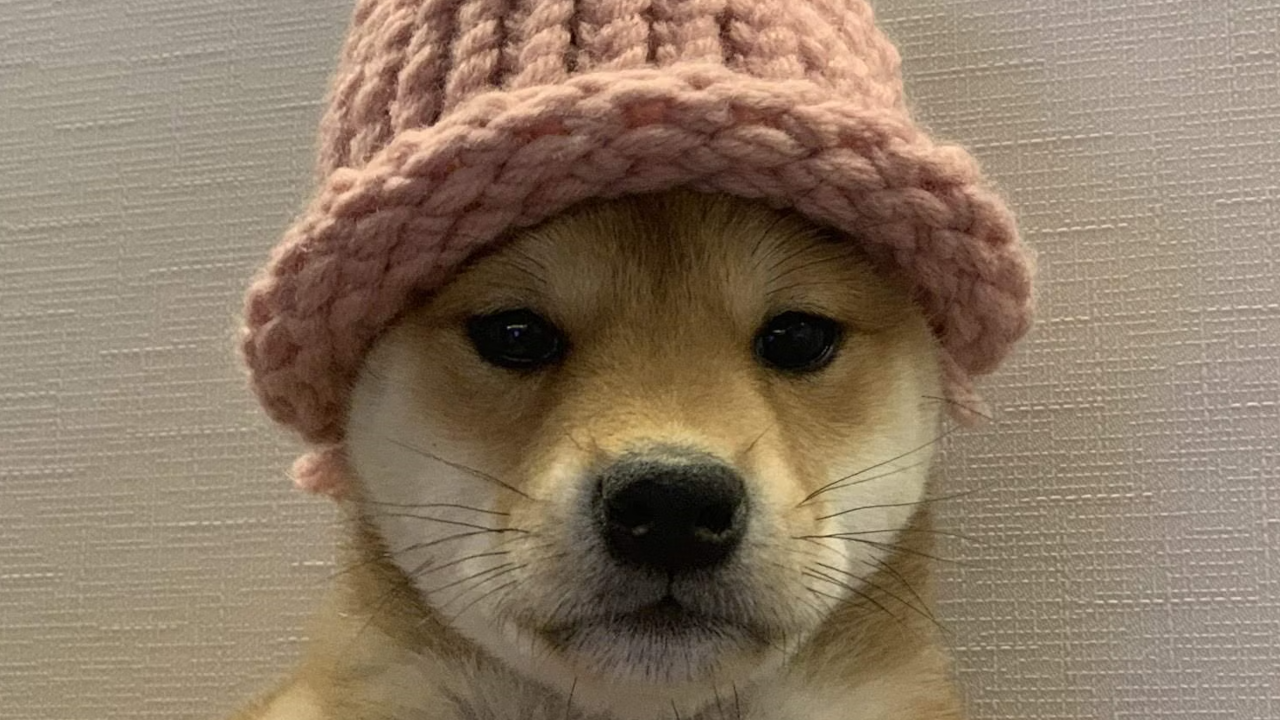 The Dogwifhat meme (cropped)